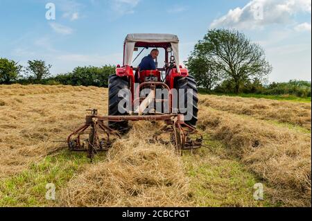 Drinagh, West Cork, Irland. August 2020. Der Trinagh-Bauer George Wilson verwendet einen Massey Ferguson 168 aus den 70er Jahren und einen Heubob aus den 70er Jahren, um das geschnittene Heu zu flauschen und die Schwade zu verengen, bevor das Heu gepresst wird. Quelle: AG News/Alamy Live News Stockfoto