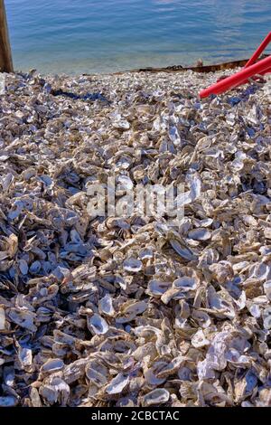 Tausende leere Austernschalen stapelten sich am Strand draußen Eine Austernfabrik in South Carolina Stockfoto