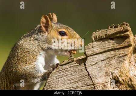 Nahaufnahme frechen grauen Eichhörnchen (Sciurus carolinensis) isoliert im Freien in UK Garten bis zu Unfug stehlen Nüsse & gefangen in der Tat! Stockfoto