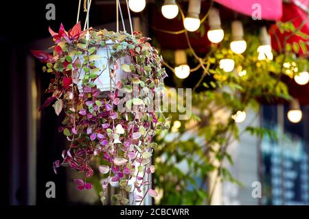Hängender Topf mit Blättern an der Fassade mit leuchtenden Lichtern in Bokeh. Stockfoto