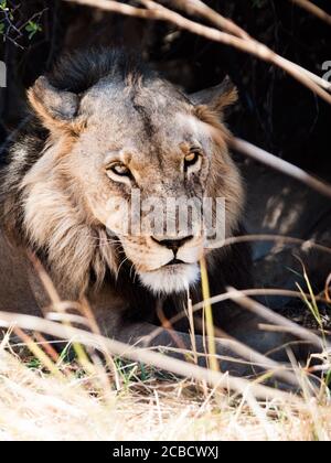 Junger Löwe liegt im Gras und versteckt im Schatten an heißen sonnigen Tagen. Detailliertes Hochformat. Moremi Game Reserve, Okavango Region, Botswana. Stockfoto