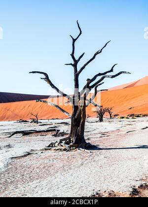 Tote Kameldornbäume in Deadvlei Trockenpfanne mit rissiger Erde in der Mitte der roten Dünen der Namib-Wüste, in der Nähe von Sossusvlei, Namib-Naukluft Nationalpark, Namibia, Afrika Stockfoto