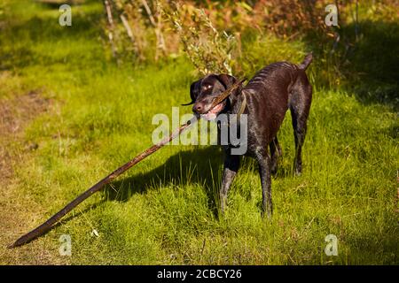 Spielerischer Hund, der Holzstock in den Zähnen hält. Auf Gras stehen. Jagdhund Stockfoto