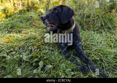 Aufmerksamer Jagdhund, der an sonnigen Tagen auf Gras sitzt, sich die Trophäe anschaut, sich ausruhen Stockfoto