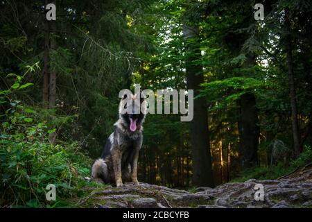 Porträt eines Schäferhundes (Elsässer) im Sitzen Wald Stockfoto