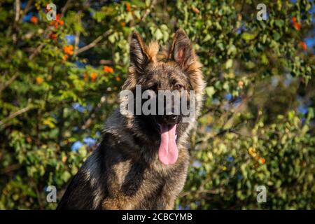 Porträt eines Schäferhundes (Elsässer) im Wald Stockfoto