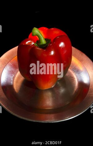 Paprika (Paprika annuum) Auf einer Aluminiumplatte oder Schale auf schwarzem Hintergrund Und Rücklicht Stockfoto