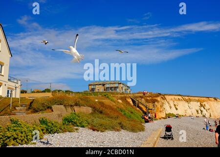 Möwen im Flug gegen strahlend blauen Sommerhimmel und Whiskey Weiße Wolken bei Freshwater Bay Isle of Wight Stockfoto