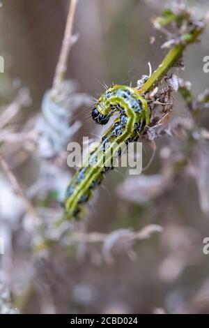 Ostasiatische Kistenhecke Raupe frisst sich durch eine Kistenhecke und hinterlässt ein Tuch aus Gurtband, hinter dem sie sich vor Raubtieren verbirgt. Stockfoto