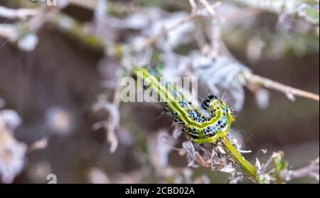 Ostasiatische Kistenhecke Raupe frisst sich durch eine Kistenhecke und hinterlässt ein Tuch aus Gurtband, hinter dem sie sich vor Raubtieren verbirgt. Stockfoto