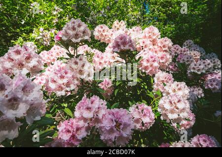Rosa und weiße Blüten eines Azalea rhododendron Stockfoto