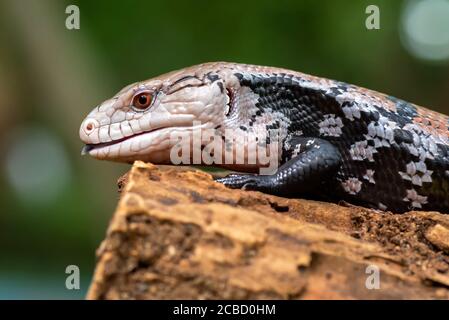 Blaue Zunge skink sitzt auf alten log Stockfoto