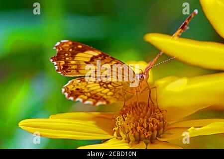 Gemalte Dame Schmetterling bestäubt eine gelbe Blume Stockfoto