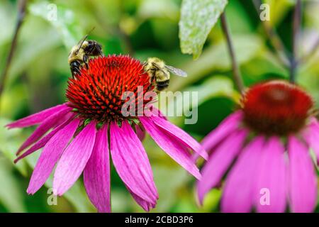 Bienen sammeln Pollen von Purple Cone Blumen in einem Wildblumengarten am Grandfather Mountain, North Carolina. Stockfoto