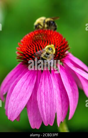 Bienen sammeln Pollen von Purple Cone Blumen in einem Wildblumengarten am Grandfather Mountain, North Carolina. Stockfoto