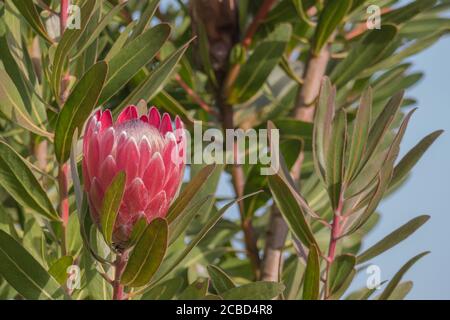 King protea Pflanze mit einer Blume im Freien wachsen Stockfoto