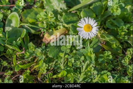 gänseblümchen Blume umgeben von grünen Pflanzen Frühling im Freien Stockfoto