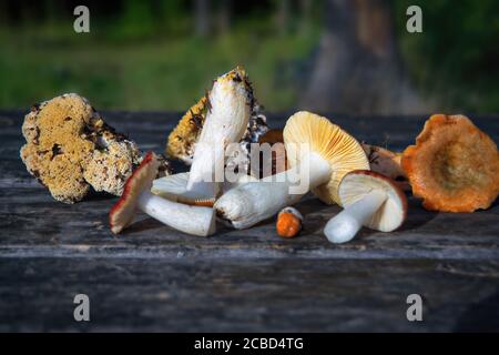 Eine Vielzahl von frisch gepflückten Waldpilzen auf dem Hintergrund eines alten Holztisches Nahaufnahme. Stockfoto