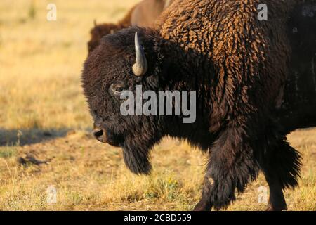 American Bison Büffel Rollen in Schmutz, Staub und Gras herum Stockfoto