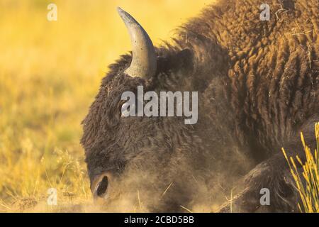 American Bison Büffel Rollen in Schmutz, Staub und Gras herum Stockfoto