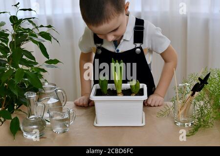 Ein Kind in einem aufgeräumten Arbeitsplatz beobachtet das Wachstum von gepflanzten Hyazinthbirnen. Schaut auf die blühende weiße Blume. Stockfoto