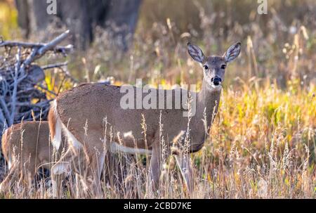 Ein Weißschwanzhirsch macht Blickkontakt, während er im Herbst auf einer leuchtend gelben Wiese grast. Stockfoto