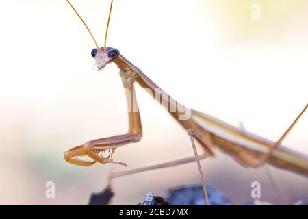 Purpurflügelmantid (Tenodera australasiae) am Ast. März 2011. Entwood Sanctuary. Sandleton. Murraylands. Südaustralien. Australien. Stockfoto