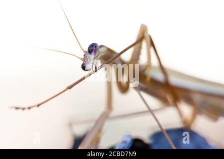 Purpurflügelmantid (Tenodera australasiae) Reinigung Bein. März 2011. Entwood Sanctuary. Sandleton. Murraylands. Südaustralien. Australien. Stockfoto