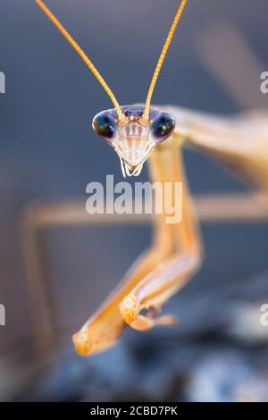 Purpurflügelmantid (Tenodera australasiae) am Ast. März 2011. Entwood Sanctuary. Sandleton. Murraylands. Südaustralien. Australien. Stockfoto