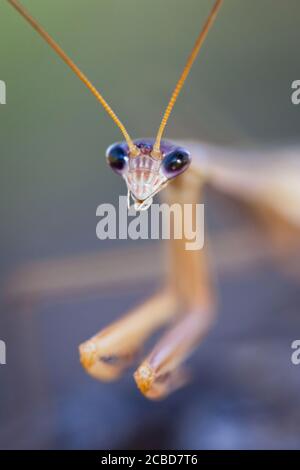 Purpurflügelmantid (Tenodera australasiae) in Jagdhaltung. März 2011. Entwood Sanctuary. Sandleton. Murraylands. Südaustralien. Australien. Stockfoto