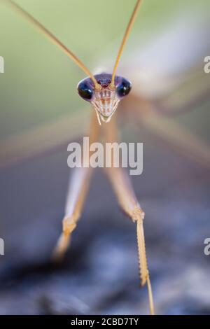 Purpurflügelmantid (Tenodera australasiae) am Ast. März 2011. Entwood Sanctuary. Sandleton. Murraylands. Südaustralien. Australien. Stockfoto