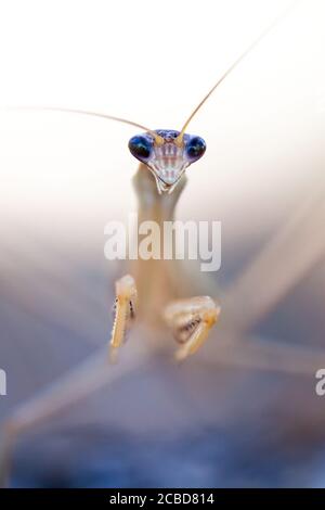 Purpurflügelmantid (Tenodera australasiae) in Jagdhaltung. März 2011. Entwood Sanctuary. Sandleton. Murraylands. Südaustralien. Australien. Stockfoto