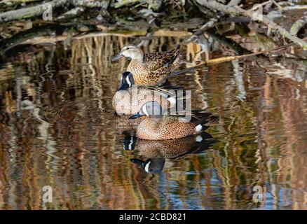 Eine kleine Gruppe von Blauflügeltealen, bestehend aus zwei Männchen und einem Weibchen, ruhen im flachen Wasser eines bewaldeten Teiches. Stockfoto