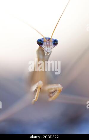 Purpurflügelmantid (Tenodera australasiae) in Jagdhaltung. März 2011. Entwood Sanctuary. Sandleton. Murraylands. Südaustralien. Australien. Stockfoto
