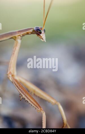 Purpurflügelmantid (Tenodera australasiae) beim Wandern. März 2011. Entwood Sanctuary. Sandleton. Murraylands. Südaustralien. Australien. Stockfoto