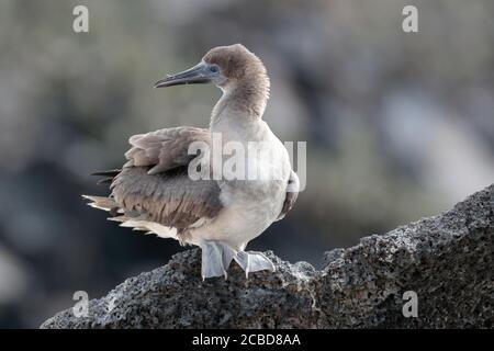 Rotfußbooby (Sula sula), jugendlich, Isla Genovesa, Galapagos, Ecuador 27. November 2017 Stockfoto
