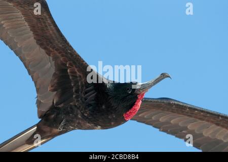 Prachtvoller Fregatebird (Fregata magnificens), erwachsenes Männchen, Isla Genovesa, Galapagos, Ecuador 26. November 2017 Stockfoto
