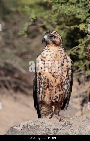 Galapagos Hawk (Buteo galapagoensis), Isla Genovesa, Galapagos, Ecuador 26. November 2017 Stockfoto