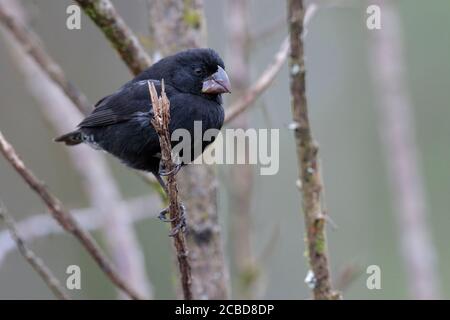 Ground Finch (Geospiza magnirostris), männlich, Isla Santa Cruz, Galapagos, Ecuador 18. November 2017 Stockfoto