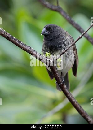 Großer Baumfink (Camarhynchus psittacula), Puerto Ayora, Isla Santa Cruz, Galapagos, Ecuador 21. November 2017 Stockfoto