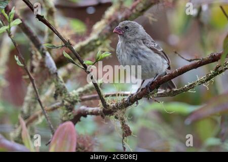 Mittlerer Bodenfink (Geospiza fortis), weiblich, Isla Santa Cruz, Galapagos, Ecuador 16. November 2017 Stockfoto