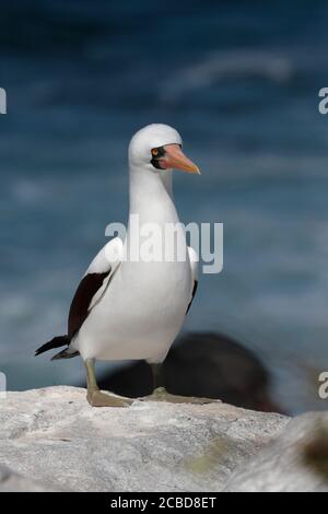 Nazca booby (Sula granti), Espanola (Hood) Island, Galapagos, Ecuador 24. November 2017 Stockfoto