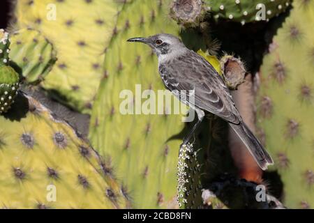 San Cristobal Mockingbird (Nesomimus melanotis), Isla San Cristobal, Galapagos, Ecuador 25. November 2017 Stockfoto