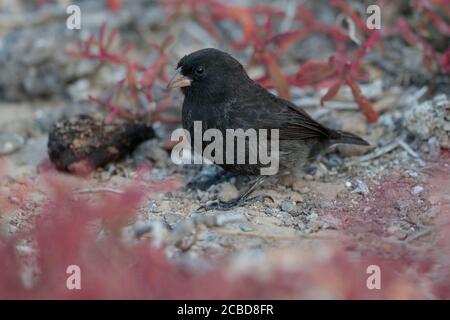 Mittelgroßer Bodenfink (Geospiza fortis), männlich, mit rotem Teppichkraut, Plaza Sur, nahe Isla Santa Cruz, Galapagos, Ecuador 26. Nov 2017 Stockfoto