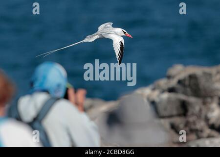 Rotschnabel-Tropicbird (Phaethon aethereus), Rückenansicht im Flug, touristischer Vordergrund, Plaza Sur, nahe Isla Santa Cruz, Galapagos, Ecuador 26 Nov 2017 Stockfoto