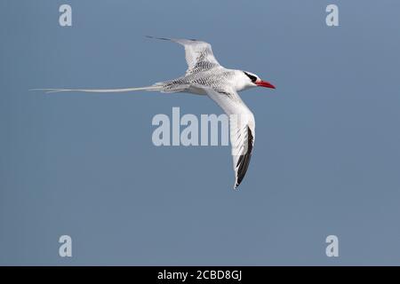 Rotschnabel-Tropicbird (Phaethon aethereus), Rückenansicht im Flug, Plaza Sur, nahe Isla Santa Cruz, Galapagos, Ecuador 26. Nov 2017 Stockfoto