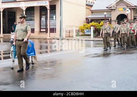 Charters Towers, Australien - 25. April 2019: Shetland Pony Maskottchen Septimus Quintus oder Seppie führt den Anzac Day marsch im Regen Stockfoto