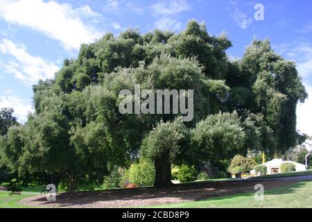 Quercus suber, auch Korkeiche genannt, ist eine große immergrüne Eiche, die hier in den Hobart Botanical Gardens in Hobart, Tasmanien, Austra zu sehen ist. Stockfoto