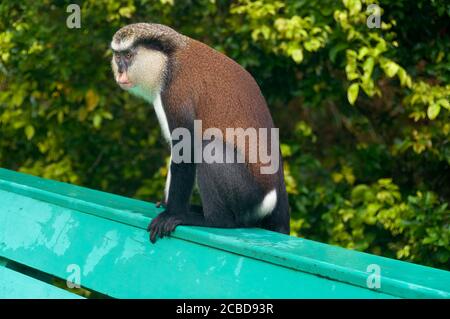 Mona Affe sitzt auf einer Parkbank. Gefährdete Primaten in Grand Etang National Forest, Regenwald, Grenada, Karibik-Insel, West Indies Stockfoto