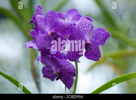 Lila Phalaenopsis oder Moth dendrobium Orchideenblüten. Barbados, Westindien, Karibik. Stockfoto